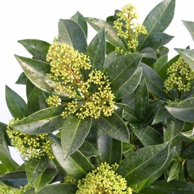Skimmia confusa 'Kew Green'