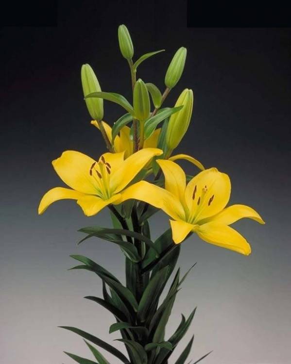 Lilium Az 'Val Di Sole'