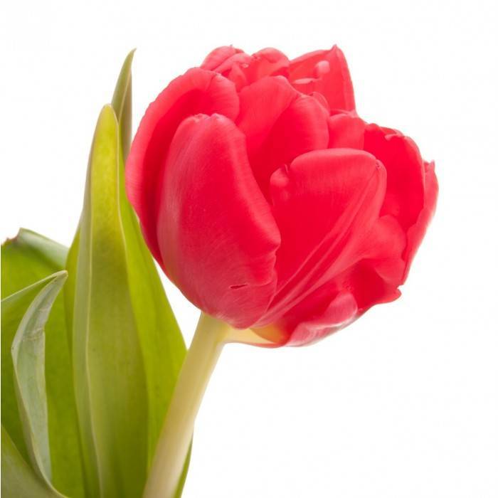Tulipa Dubbele Vroege Grp dubbel 'Double Storm'