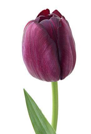 Tulipa Triumf Grp enkel 'Combat'