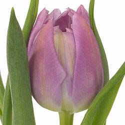 Tulipa Enkele Vroege Grp 'Purple Prince'