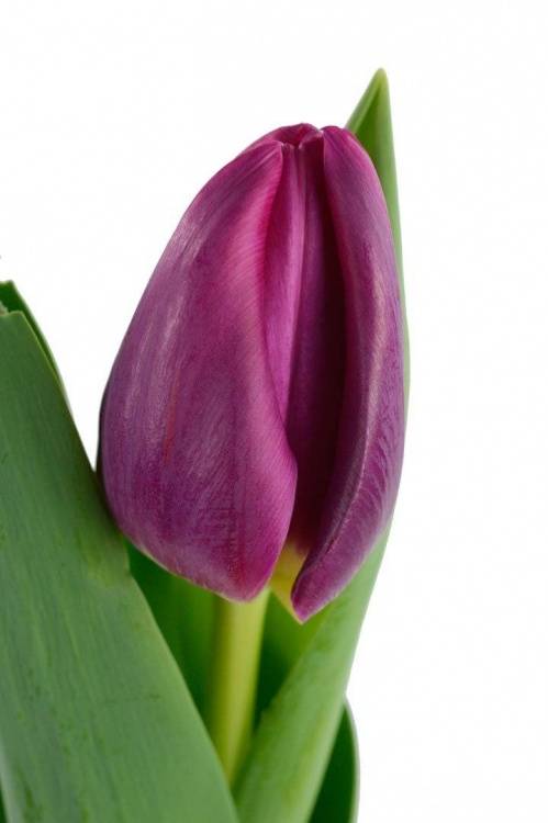 Tulipa Triumf Grp 'Deep Purple Rock