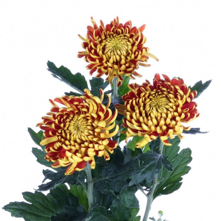 Chrysanthemum Indicum Grp geplozen kas 'Fuego'
