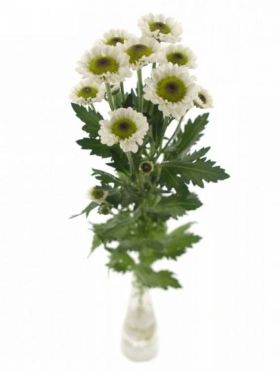 Chrysanthemum Indicum Grp tros santini Kina