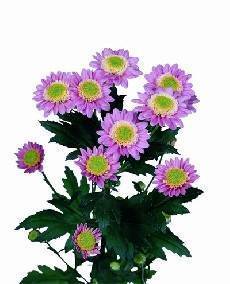 Chrysanthemum Indicum Grp tros kas 'Weldon'