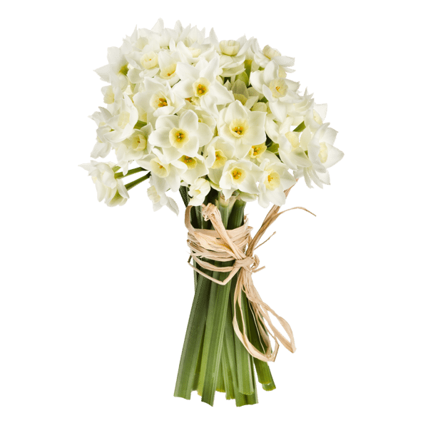 Zakazat Narcissus Tazetta Grp Met Blad Ziva S Dostavkoj Bloom By