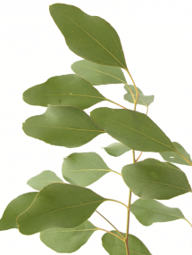 Eucalyptus POPULIFOLIA