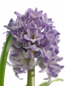 Hyacinthus orientalis 'Blue Star'