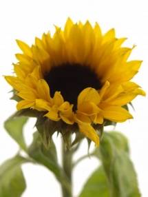 Helianthus annuus 'Sunrich Orange'