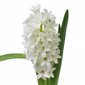 Hyacinthus orientalis 'Top White'