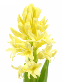 Hyacinthus orientalis Yellow Baby