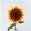 Helianthus annuus Malka
