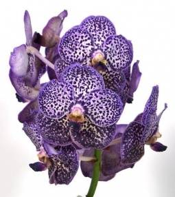 Vanda Enp12 'Lilac Beauty'