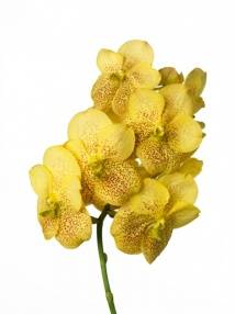 Vanda Pathom Gold 'Yellow Spot Beauty'
