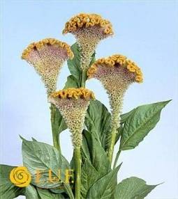 Zakazat Leucospermum Cordifolium Tango S Dostavkoj Bloom By