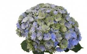 Hydrangea macrophylla You  Me Together Blue Green(classic)
