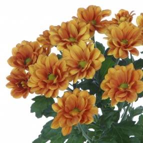 Chrysanthemum Indicum Grp tros kas 'Managua Orange'