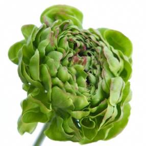 Ranunculus asiaticus Success Green