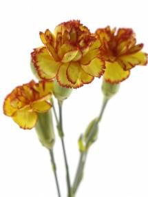 Dianthus tros 'Carimbo'