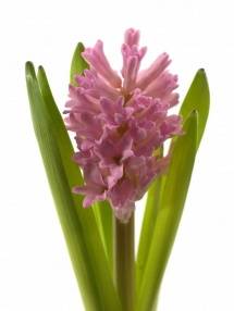 Hyacinthus orientalis 'Anna Marie'