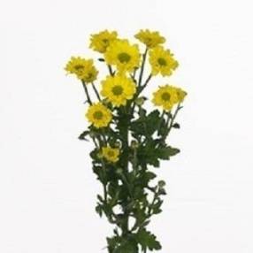 Chrysanthemum Indicum Grp tros santini 'Tweety'